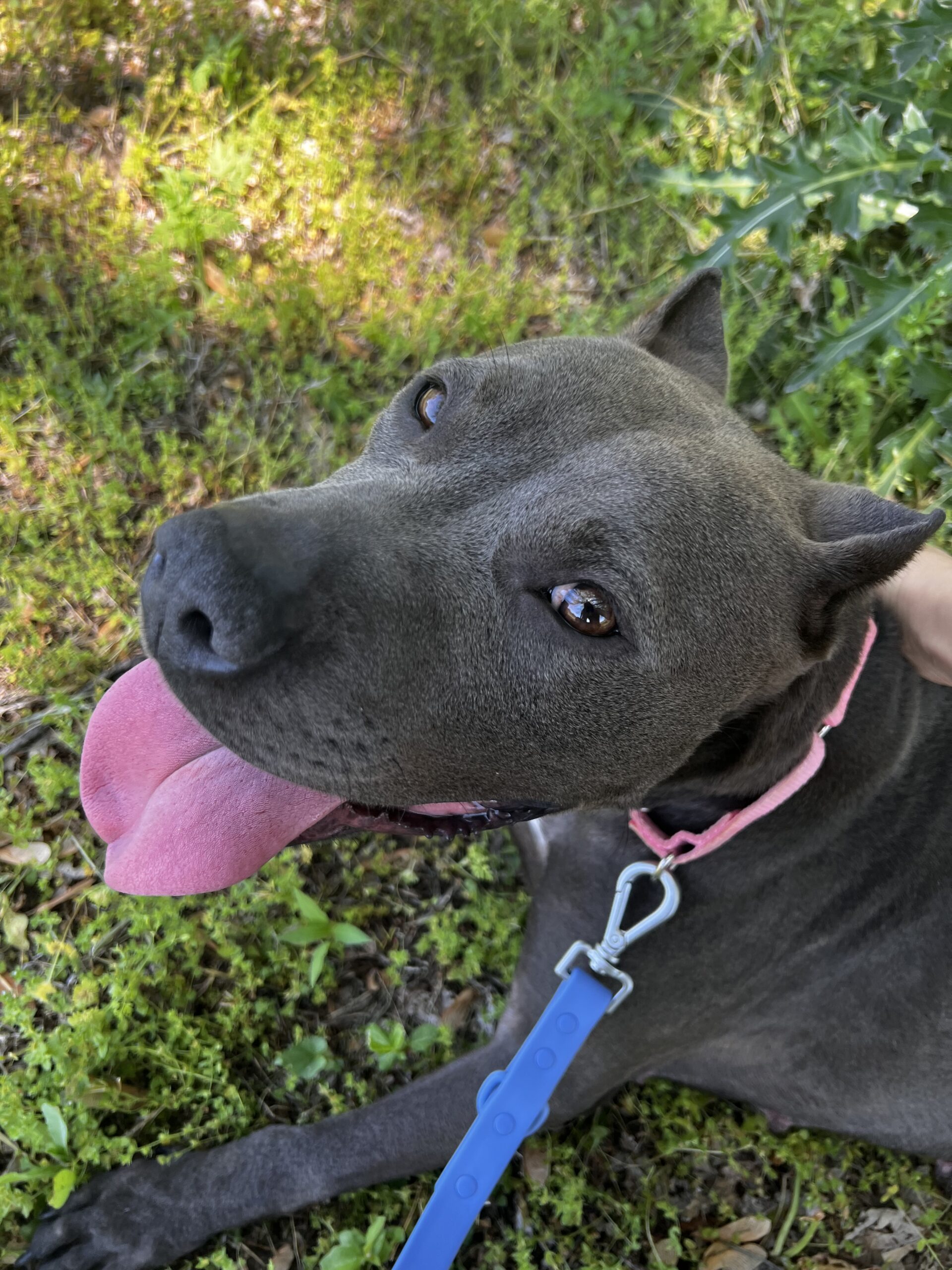 AtRisk Dogs September 5, 2023 KC Pet Project