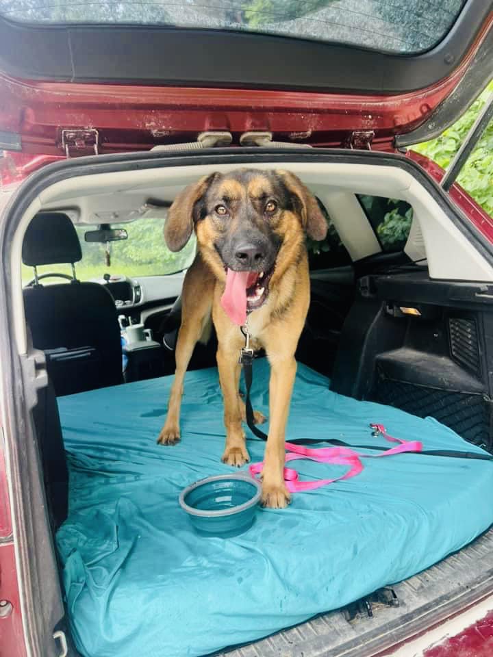 AtRisk Dogs August 14, 2023 KC Pet Project