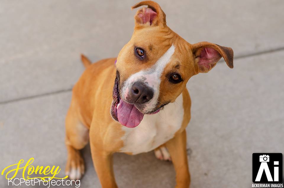 KCPP Tweet Along Day July 3, 2018 KC Pet Project