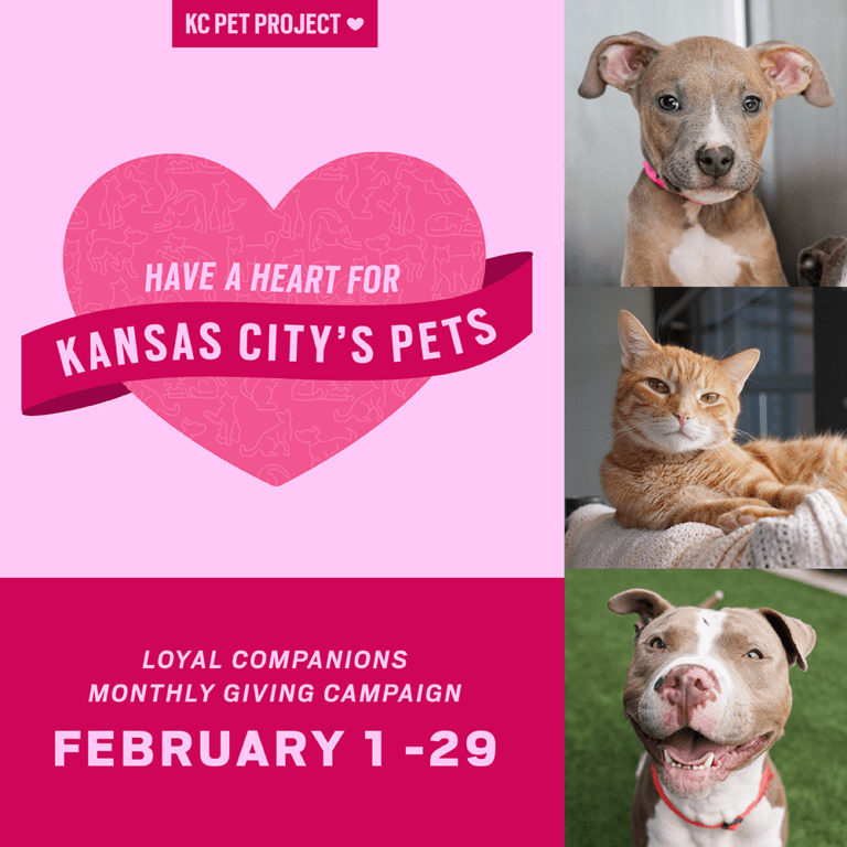 News KC Pet Project