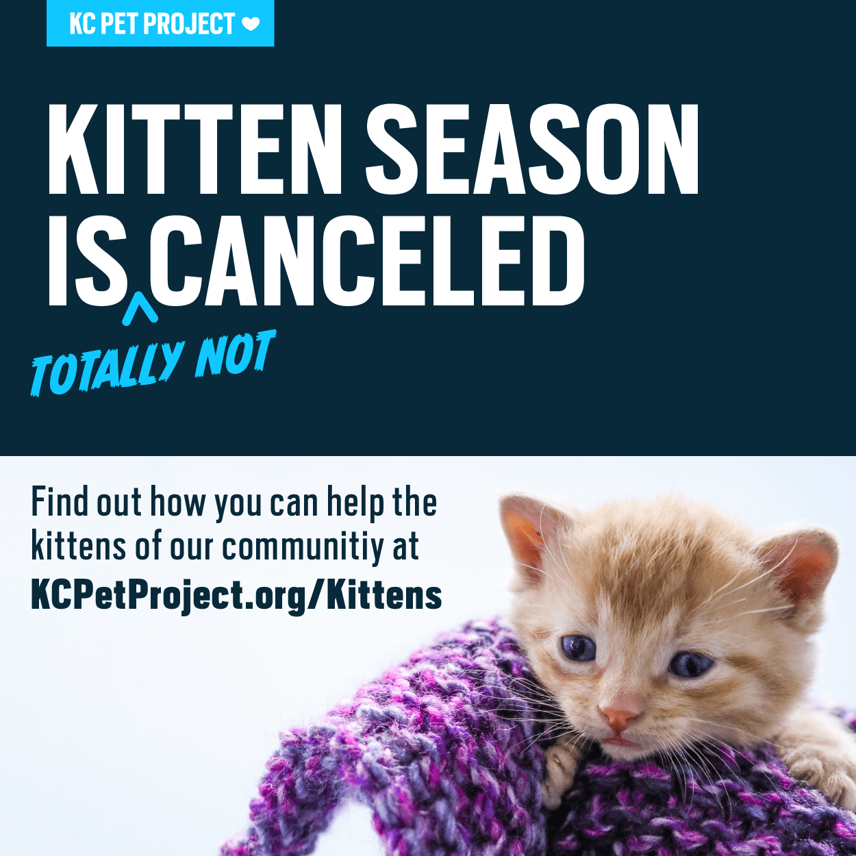 If You’ve Found a Kitten KC Pet Project