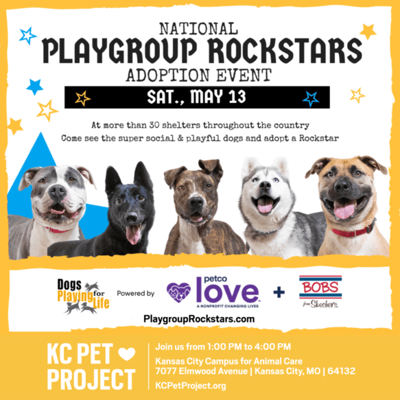 National Playgroup Rockstars Adoption Event KC Pet Project
