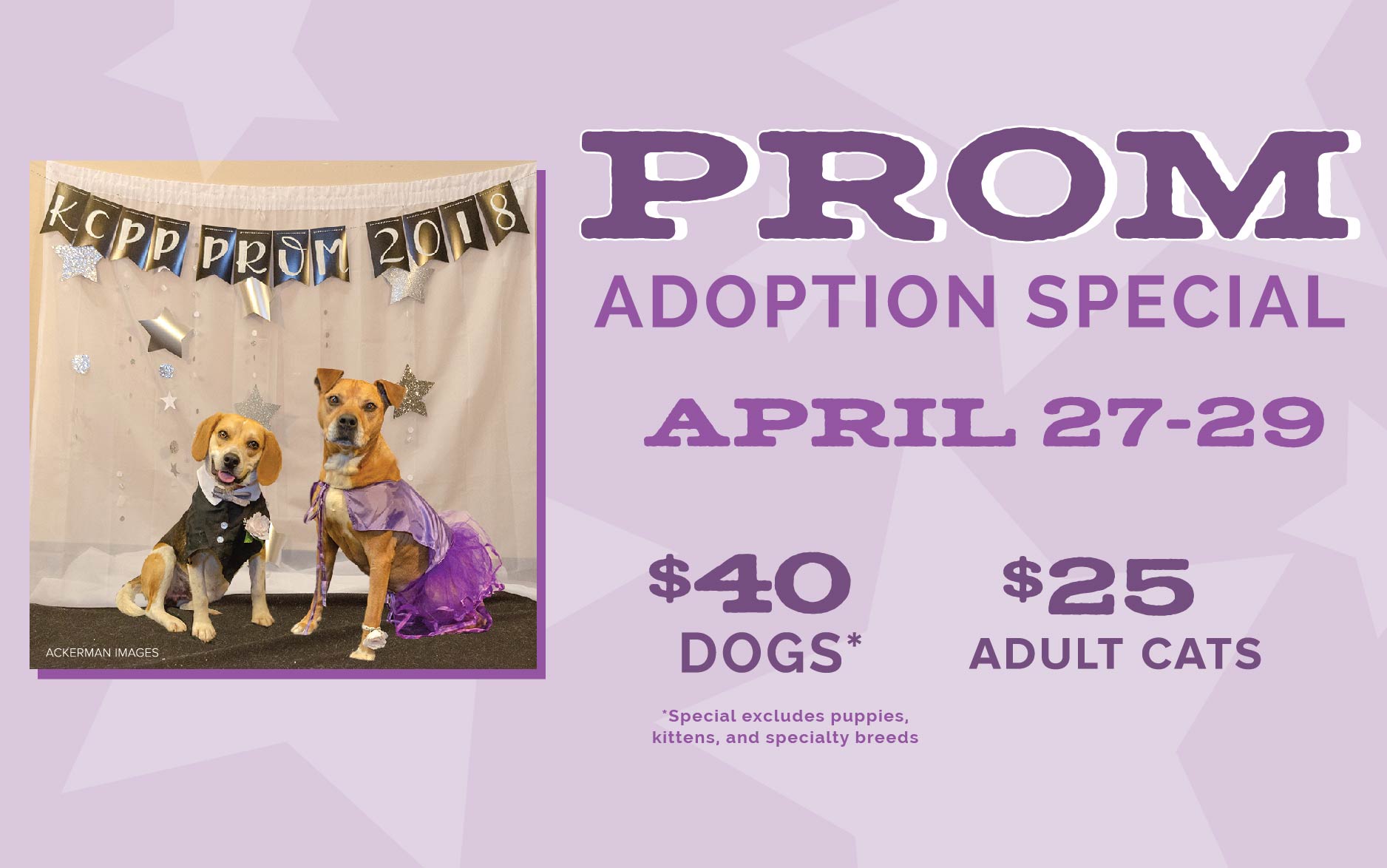Prom Adoption Special This Weekend KC Pet Project