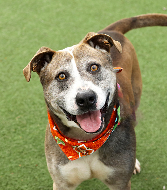 Microchipping KC Pet Project