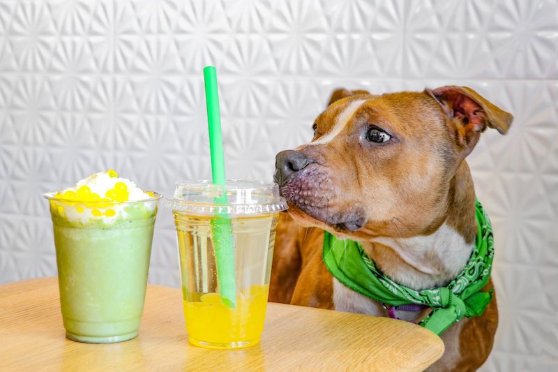 Kc Pet Project Cat Cafe at Margaret Garza blog