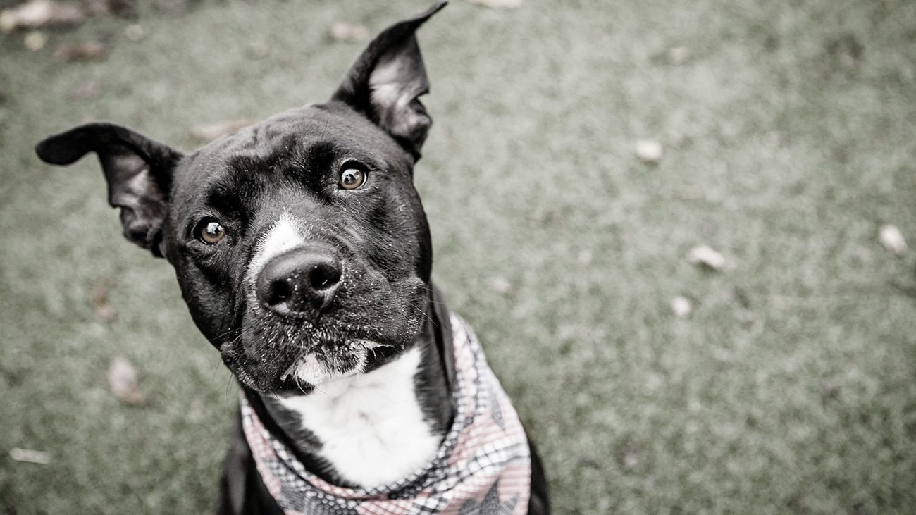 Donate KC Pet Project