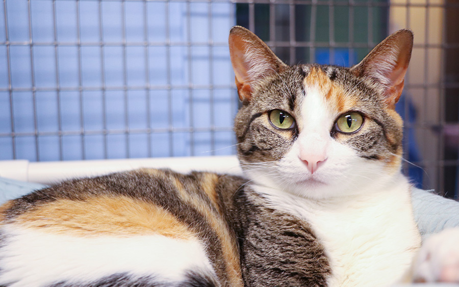 Create Your Own Fundraiser KC Pet Project