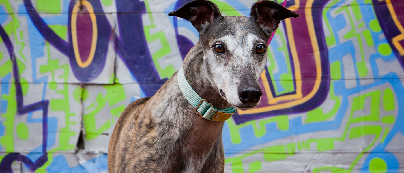 Kansas City Retired Greyhounds as Pets KC REGAP