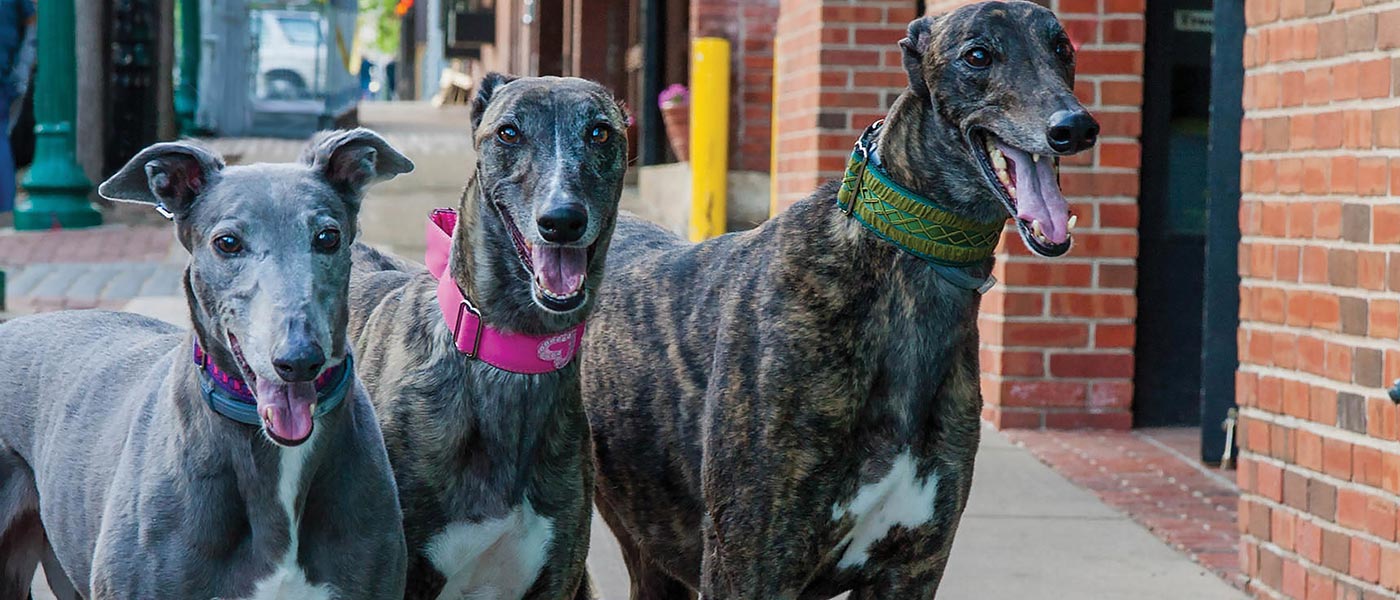 Kansas City Retired Greyhounds as Pets KC REGAP
