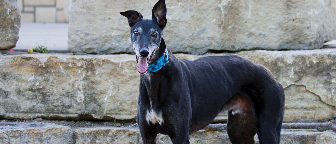Kansas City Retired Greyhounds as Pets KC REGAP