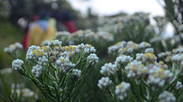 Cara Menanam BUnga Edelweiss PT. Kusuma Dipa Nugraha