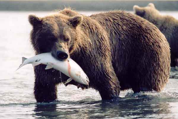 bears eating fish