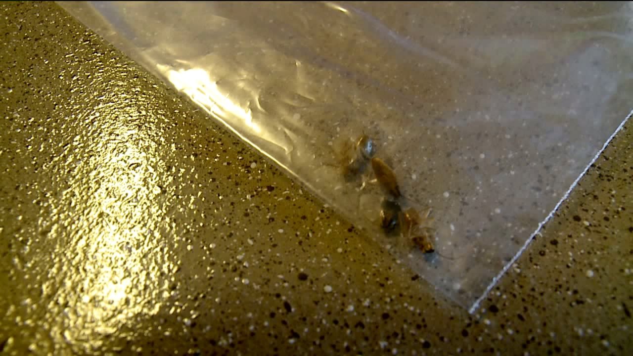 Family moves into apartment infested with cockroaches FOX31 Denver