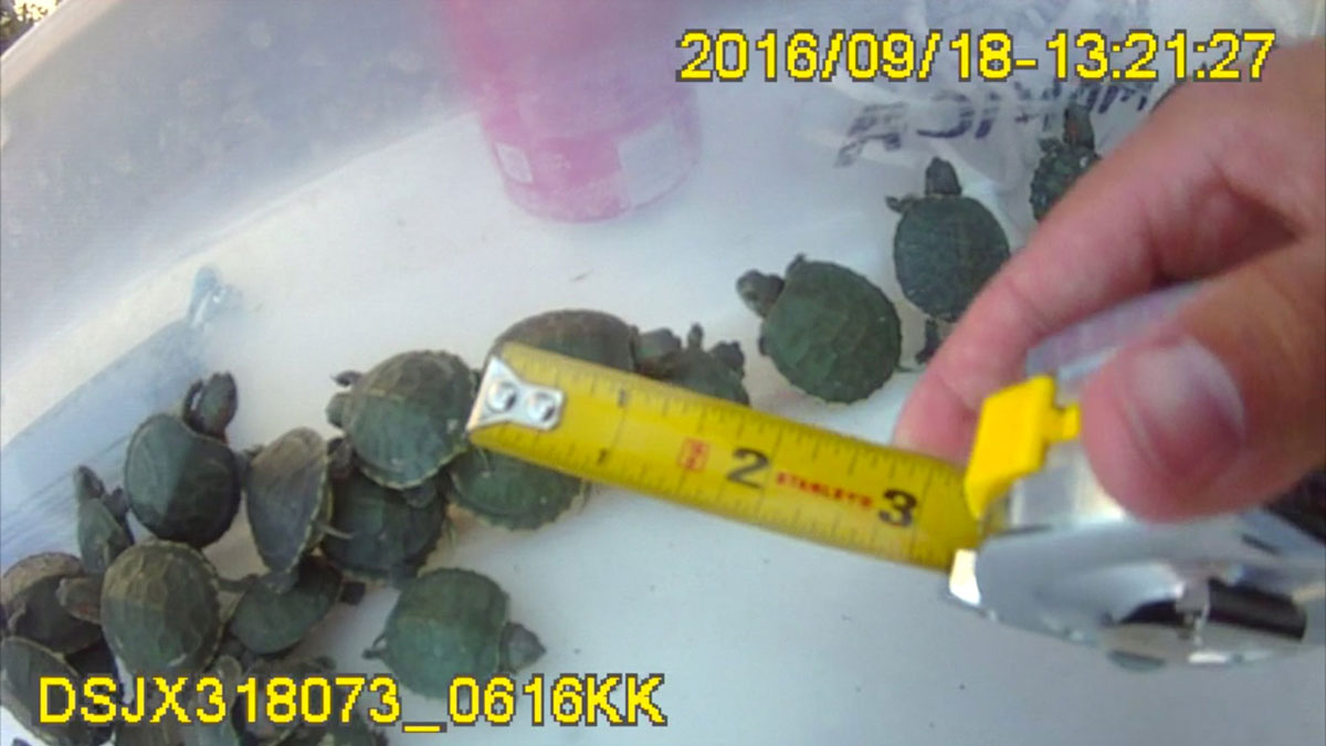 Illegal baby turtle sales spreading across metro Denver FOX31 Denver