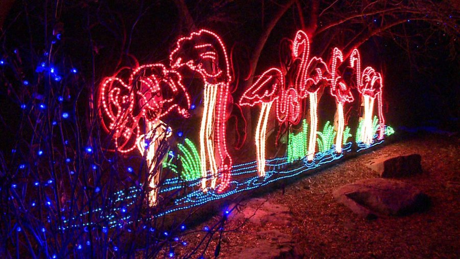 New Year's Eve at the Denver Zoo the magic of lights without the flash