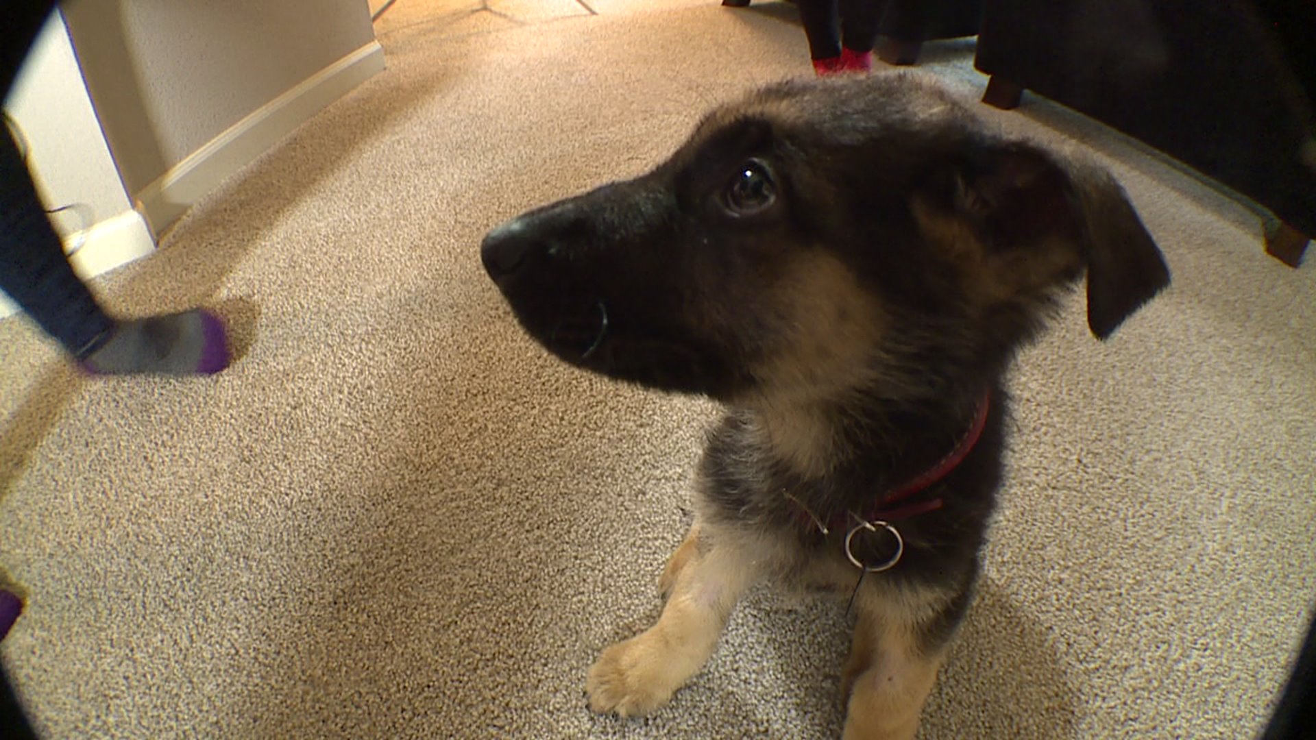 German Shepherd Puppies For Sale In California Craigslist