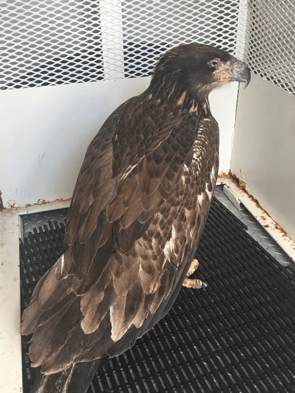 Lakewood Animal Control rescues bald eagle with Avian pox FOX31 Denver