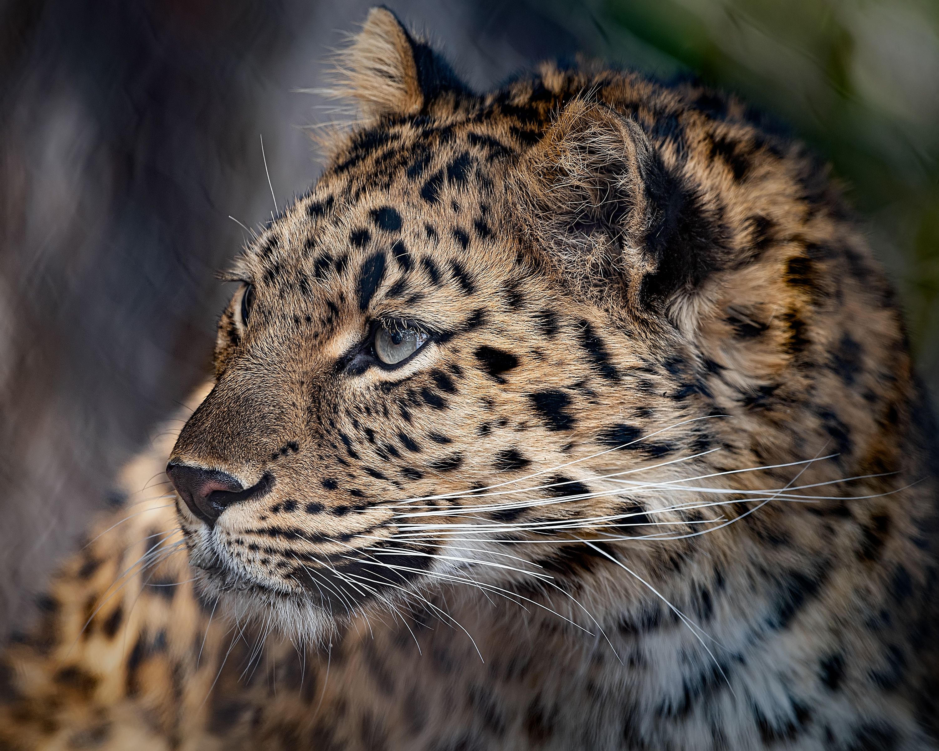 2 rarest leopard in world cubs born at Cheyenne Mountain Zoo in