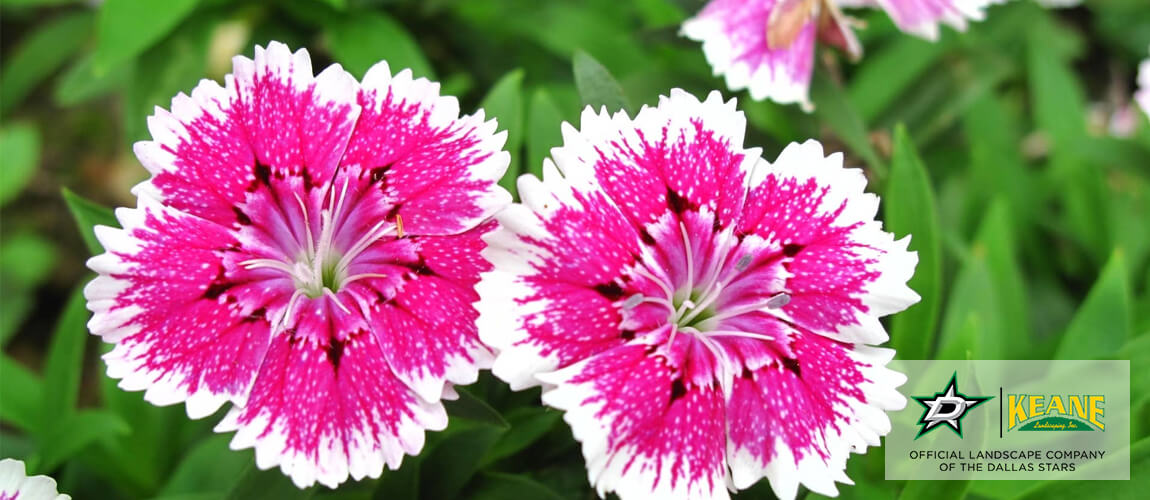 Best Texas Perennials Keane Landscaping, Inc. Dallas Landscaping