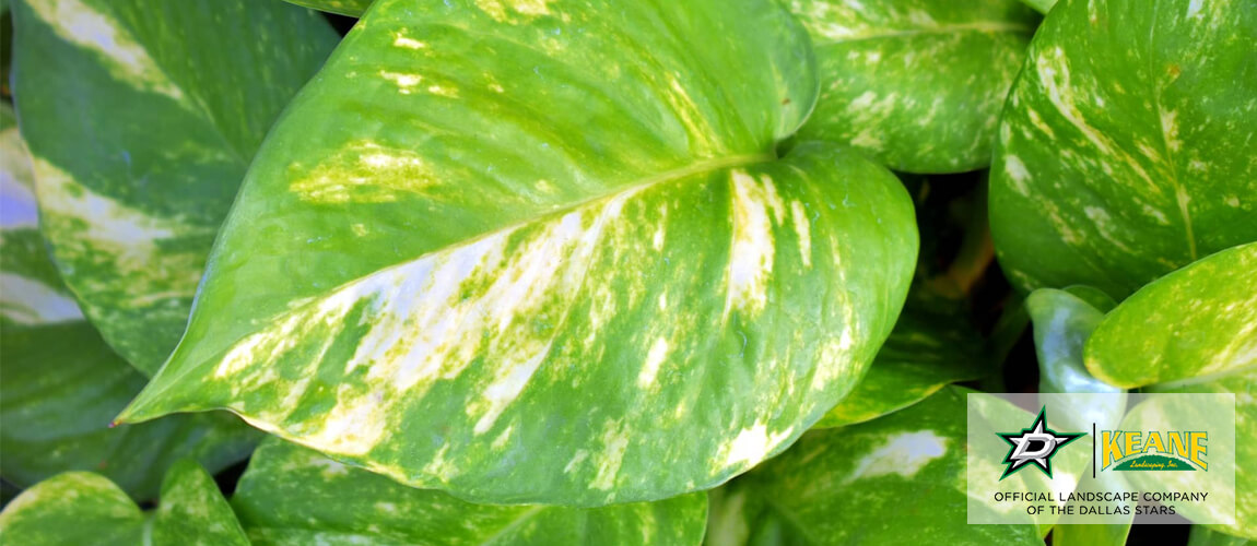 Best Texas Perennials Keane Landscaping, Inc. Dallas Landscaping