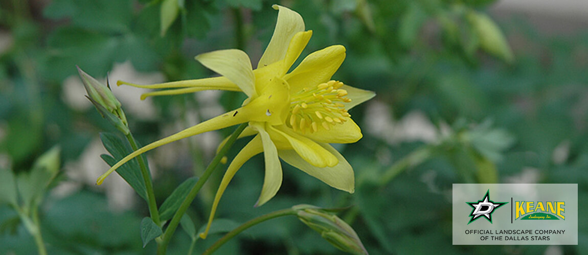 Best Texas Perennials Keane Landscaping, Inc. Dallas Landscaping