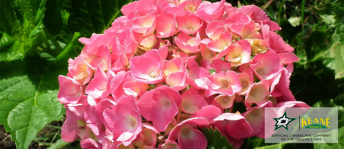 Best Texas Perennials Keane Landscaping, Inc. Dallas Landscaping