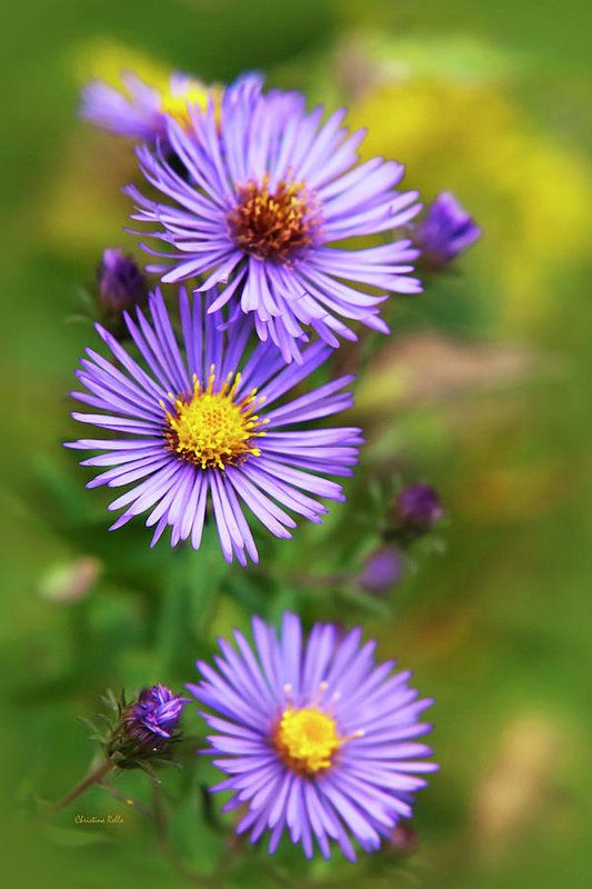 What Flowers to Plant This Fall? 10+ Exquisite Fall Flowers for Dallas Tx