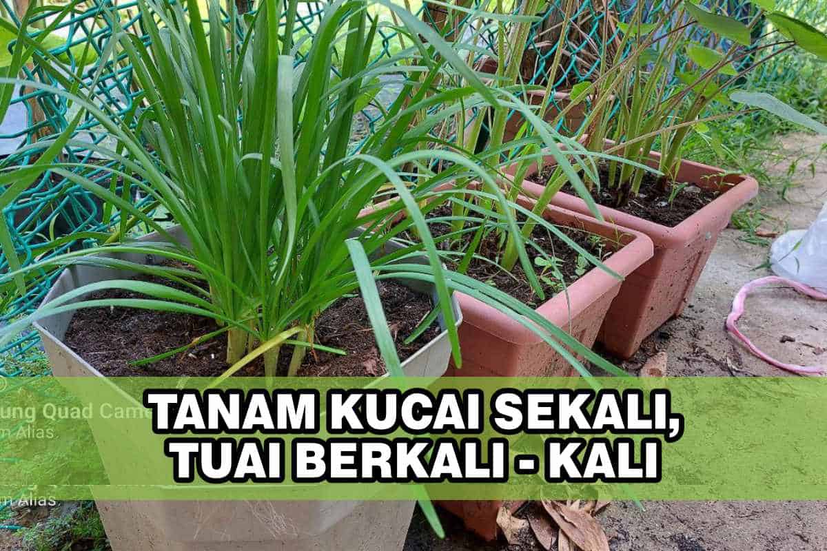 Cara Tanam Kucai dalam Pasu / Polybag Awal sampai Tuai Kebun Bandar