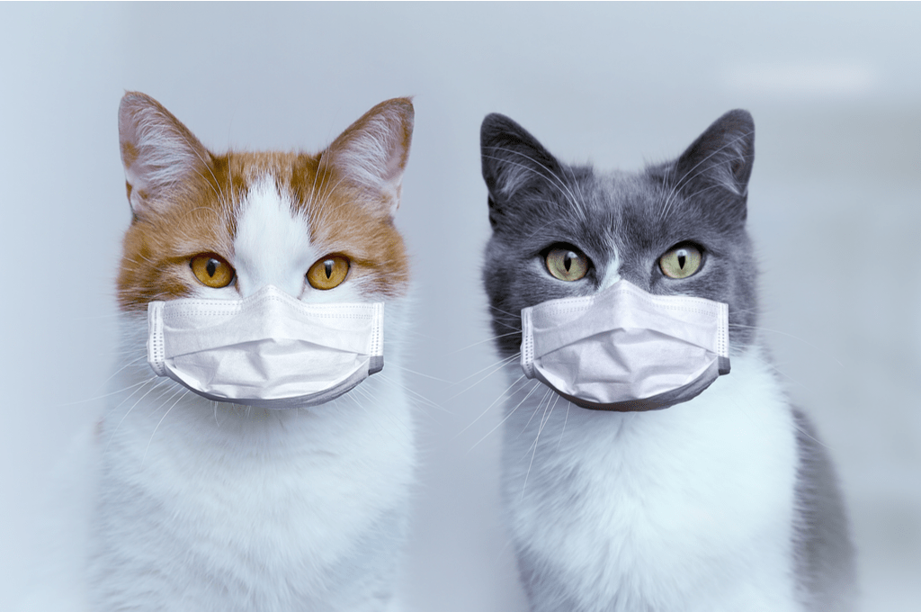 Kedilere Koronavirüs (Kovid19) Bulaşır mı? Kedi Blog