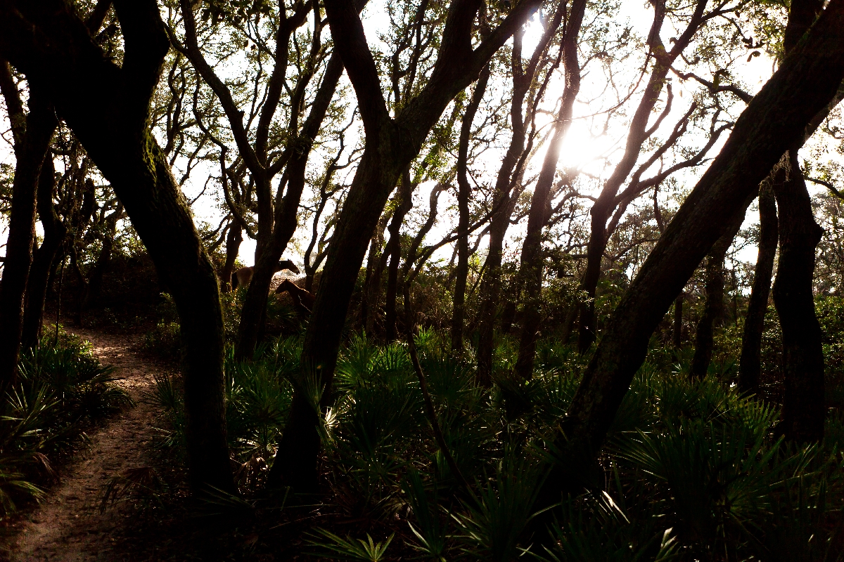» Cumberland Island, January 2013