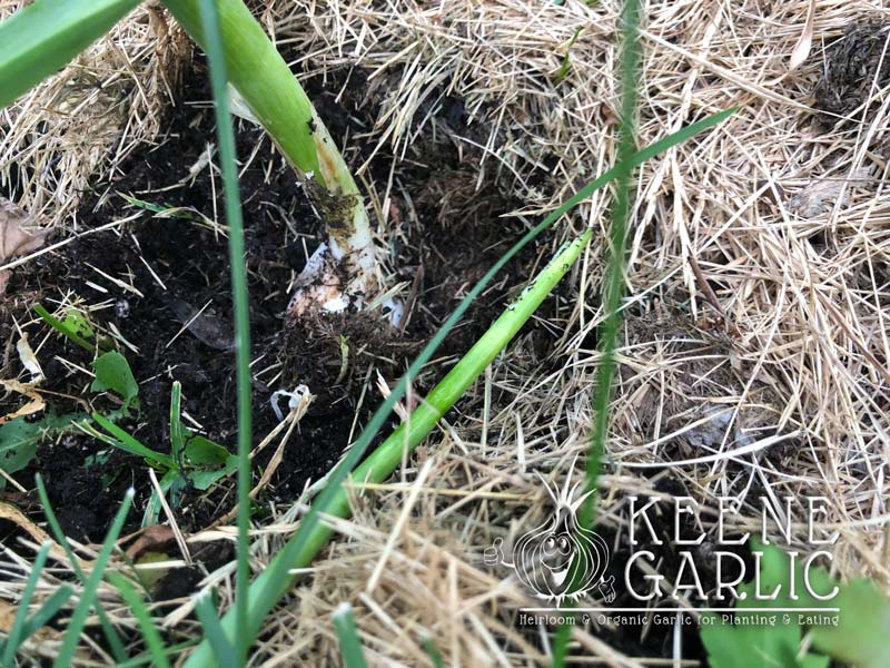Planting Garlic in the Spring Keene Garlic