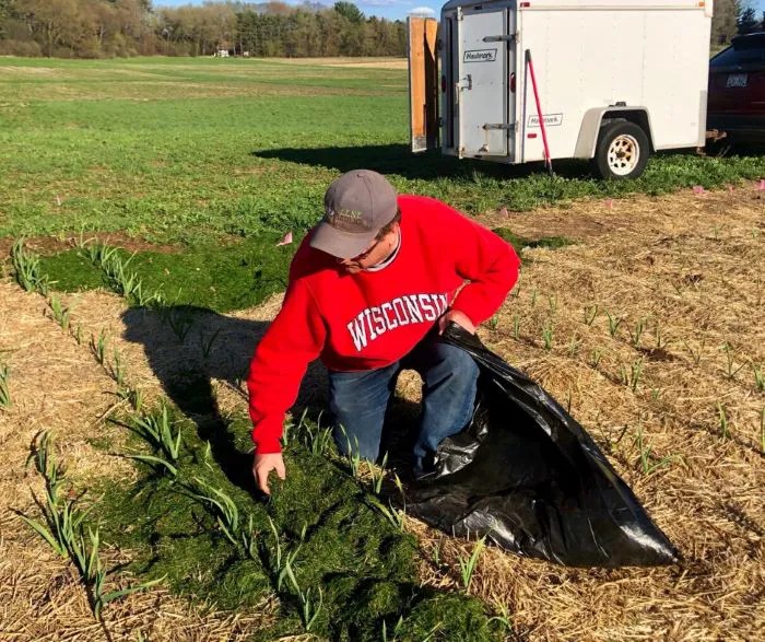 5 Tips for Spring Garlic Care Keene Garlic