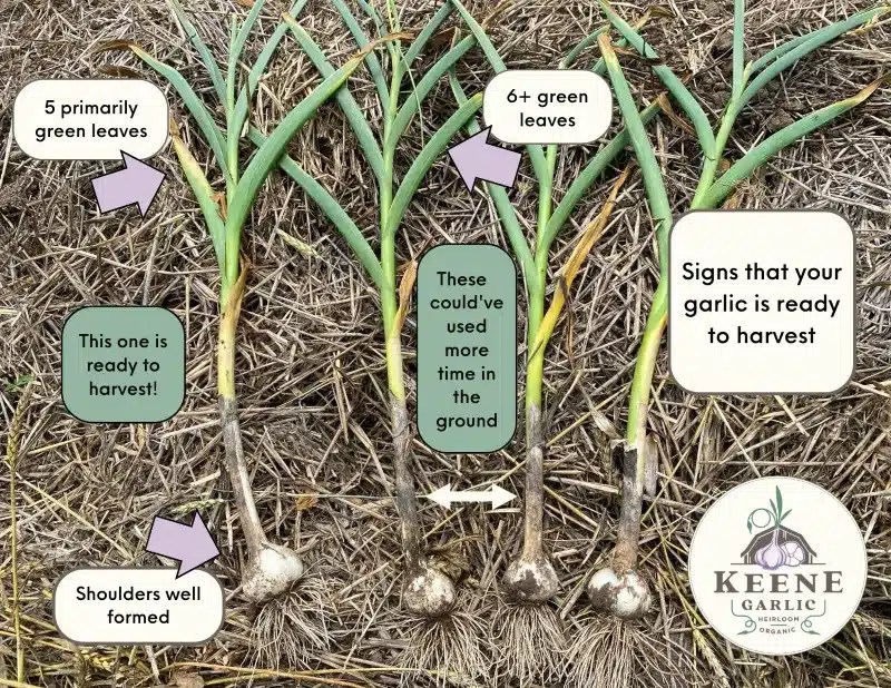 How to Harvest Garlic Essential Tips for Gardeners BroadPick