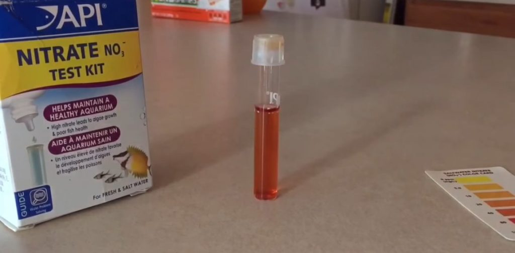 Signs of High Nitrates in an Aquarium