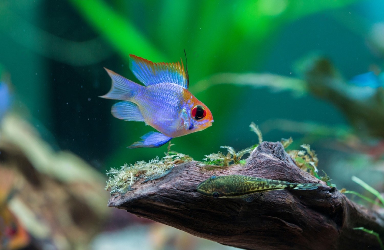 Why You Should Consider an Electric Blue Ram for Your Aquarium