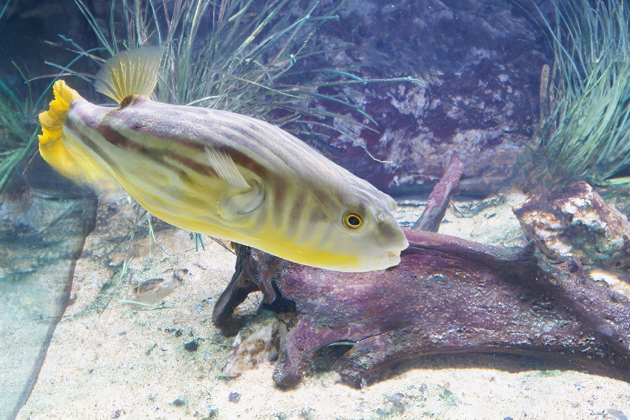 Fahaka Puffer Size, Tank Size, Tank Mates, Lifespan, and More