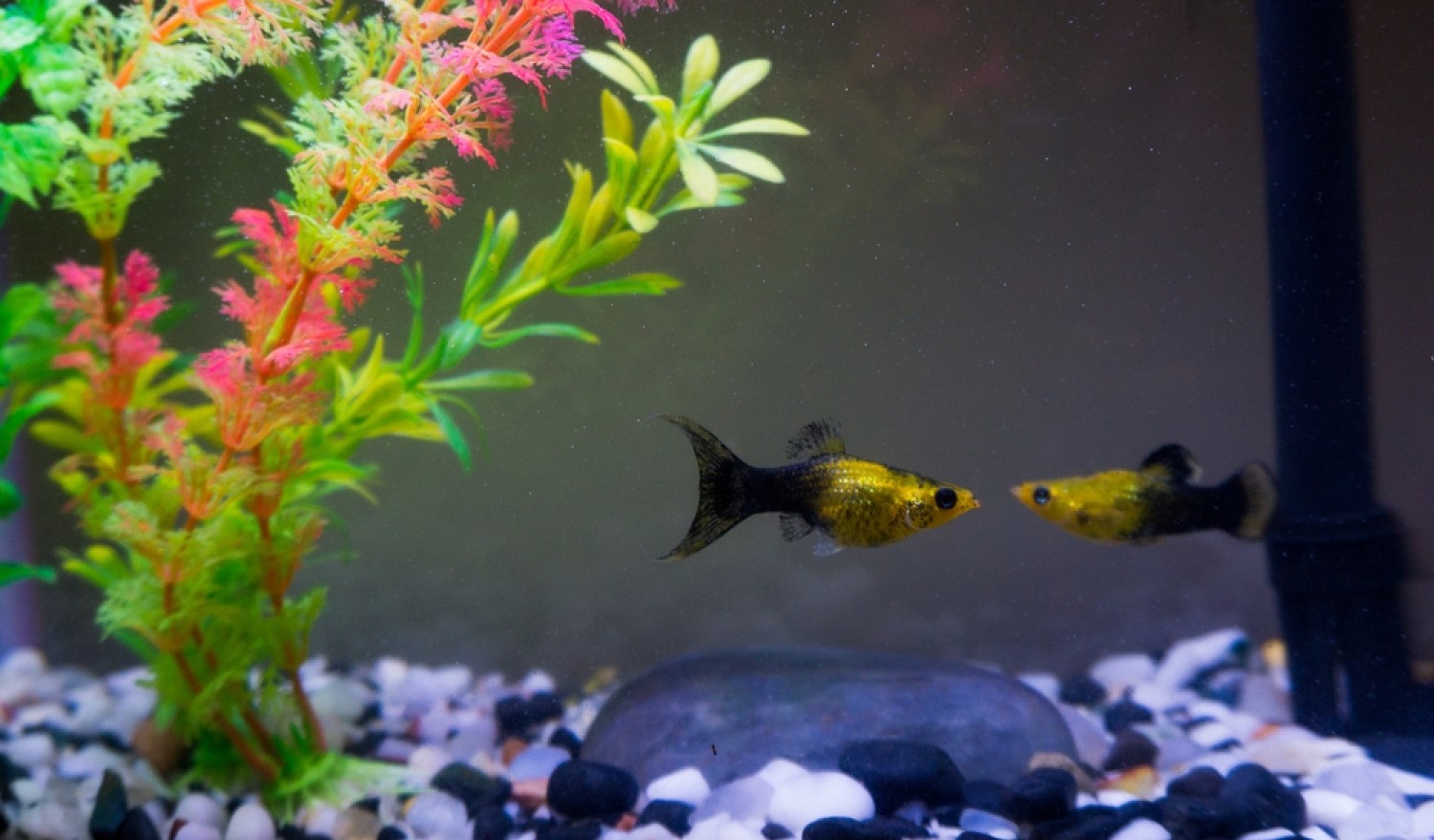 Gold Dust Molly Care Tank Mates, Food, and Pregnancy