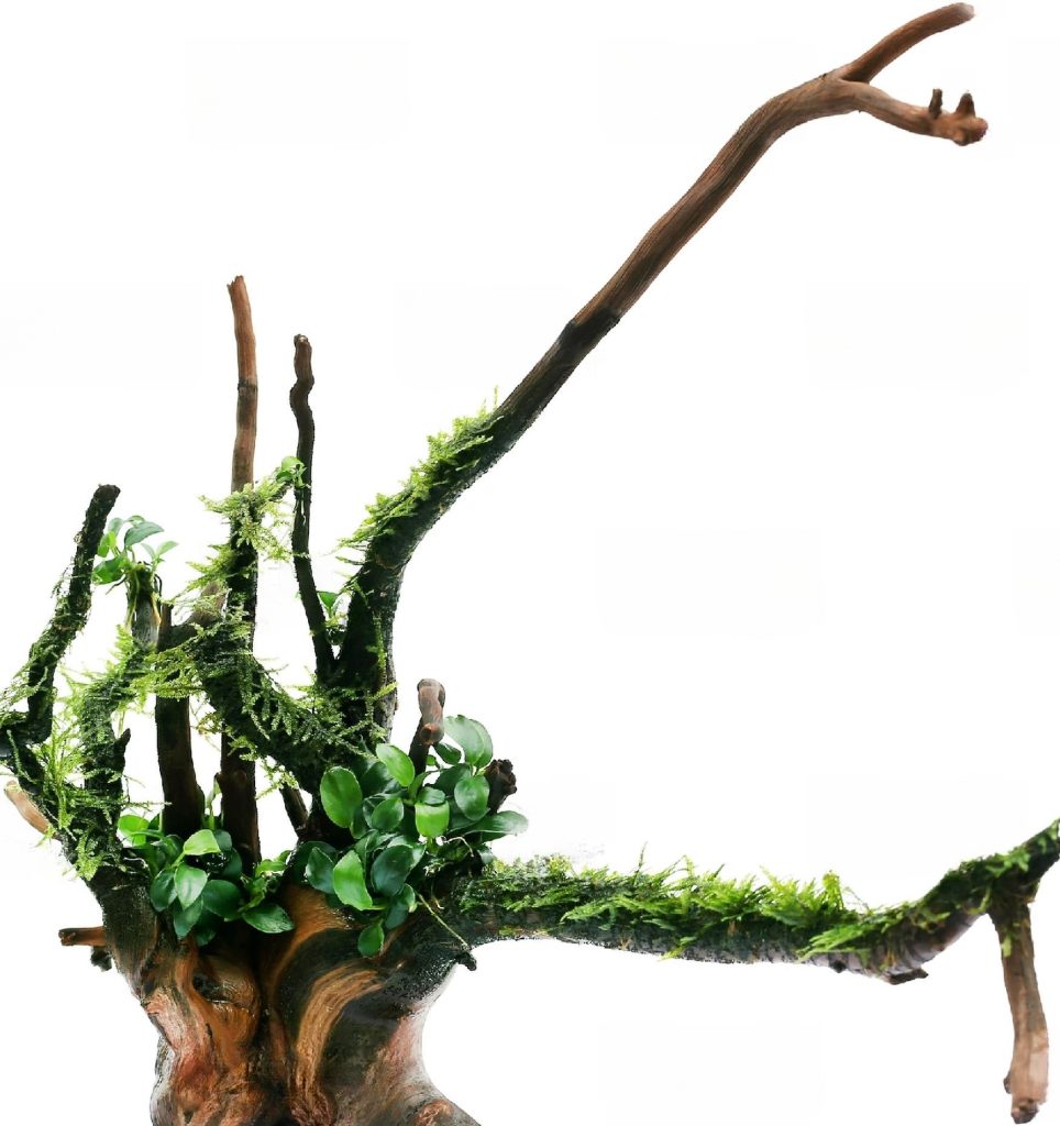 Java Moss Everything You Need To Know About This Aquarium Plant