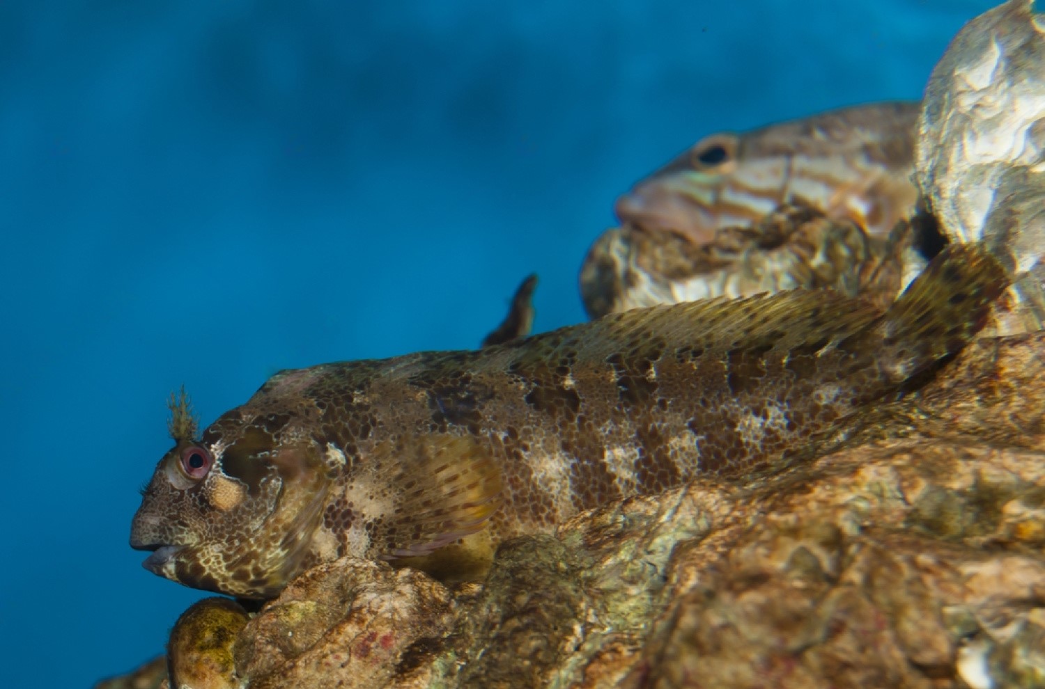 Lawnmower Blenny The Small But Mighty Fish You Need in Your Tank
