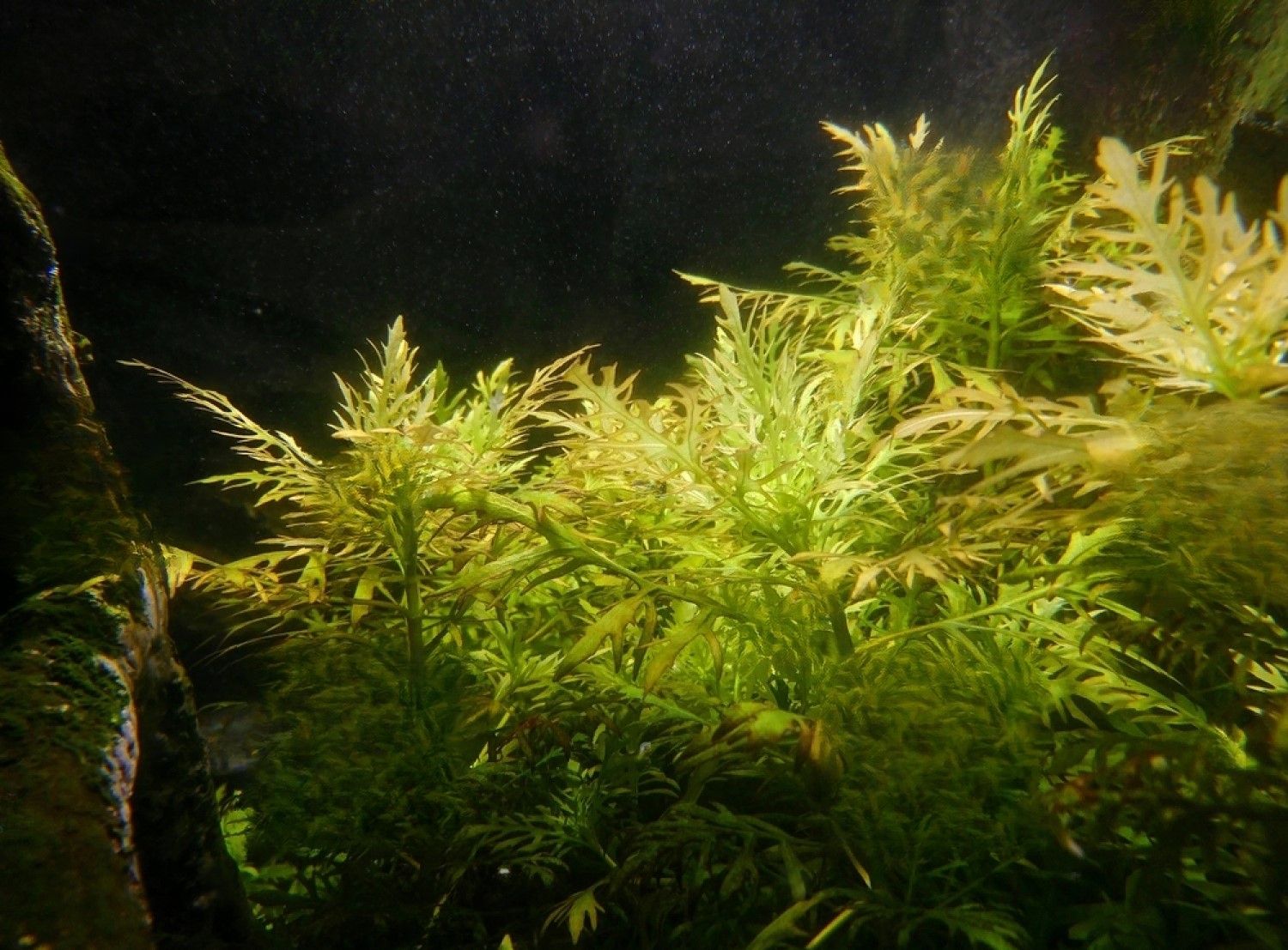 Why Every Aquarium Needs Water Sprite Plant