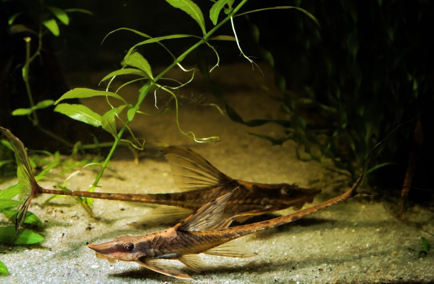 Whiptail Catfish Care Guide, Tank Mates, and Tank Size