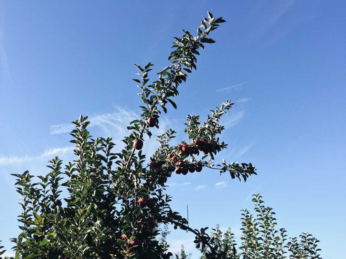 A 50acre field in Geneva NY is the worlds largest collection of Apple