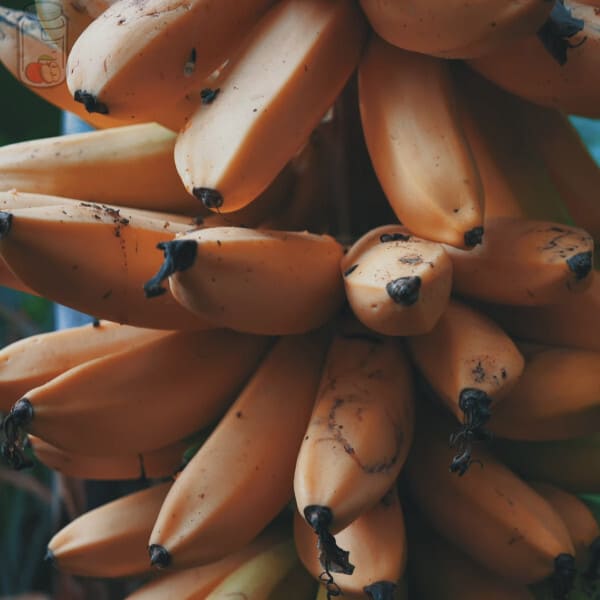 How to Store Bananas and Plantains (ripen, fridge, + ) ᐅ2024