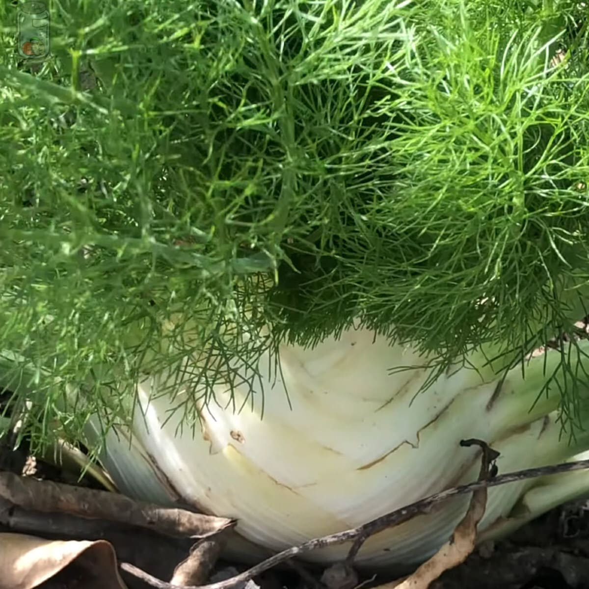 How to Store Fennel fronds, bulbs or seeds long term【 2024