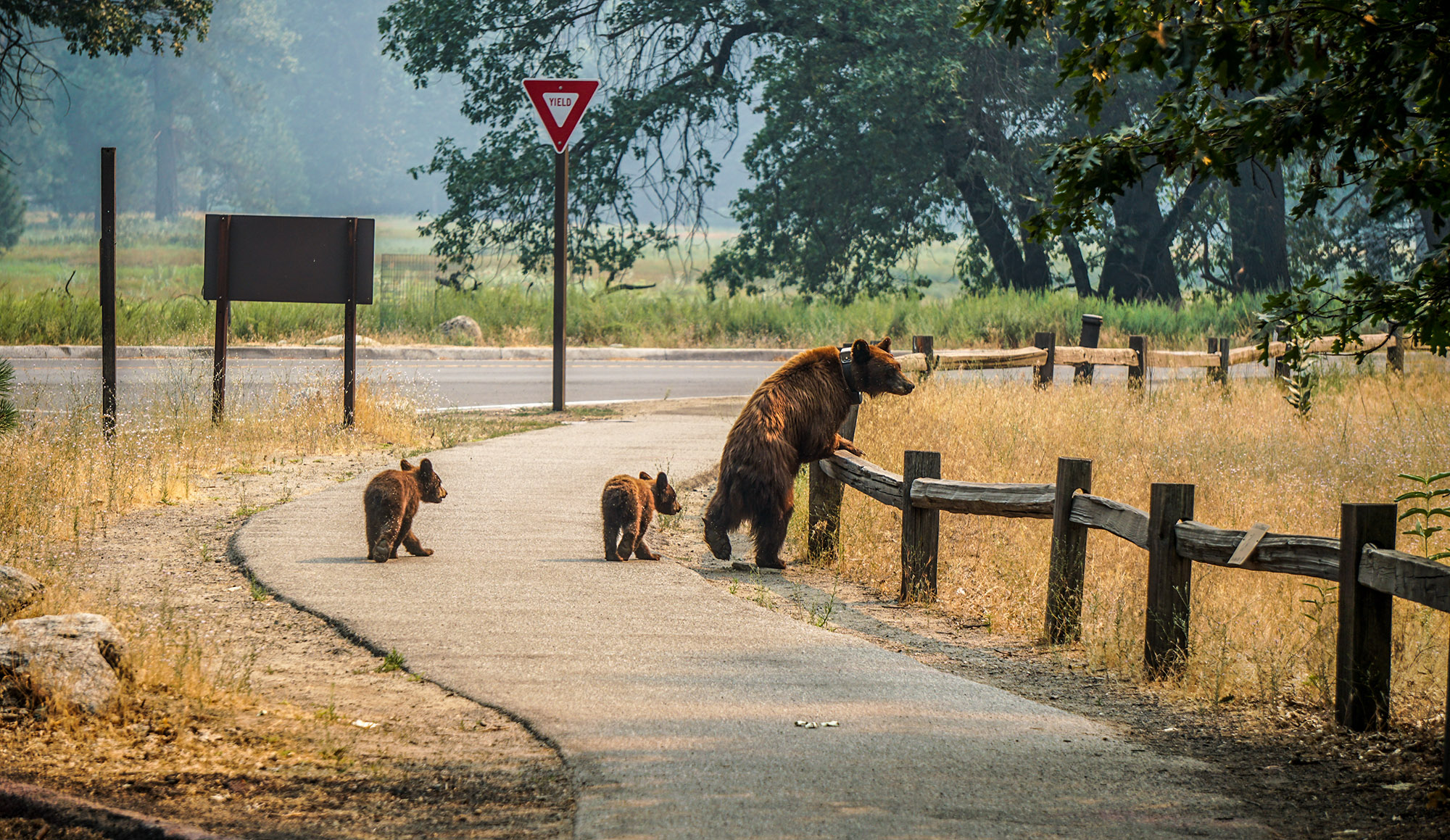 Four Bears Hit by Vehicles in Yosemite this Month Keep Bears Wild