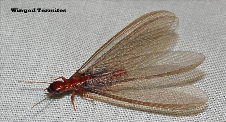 What Do Termites Look Like to The Human Eye See Pictures