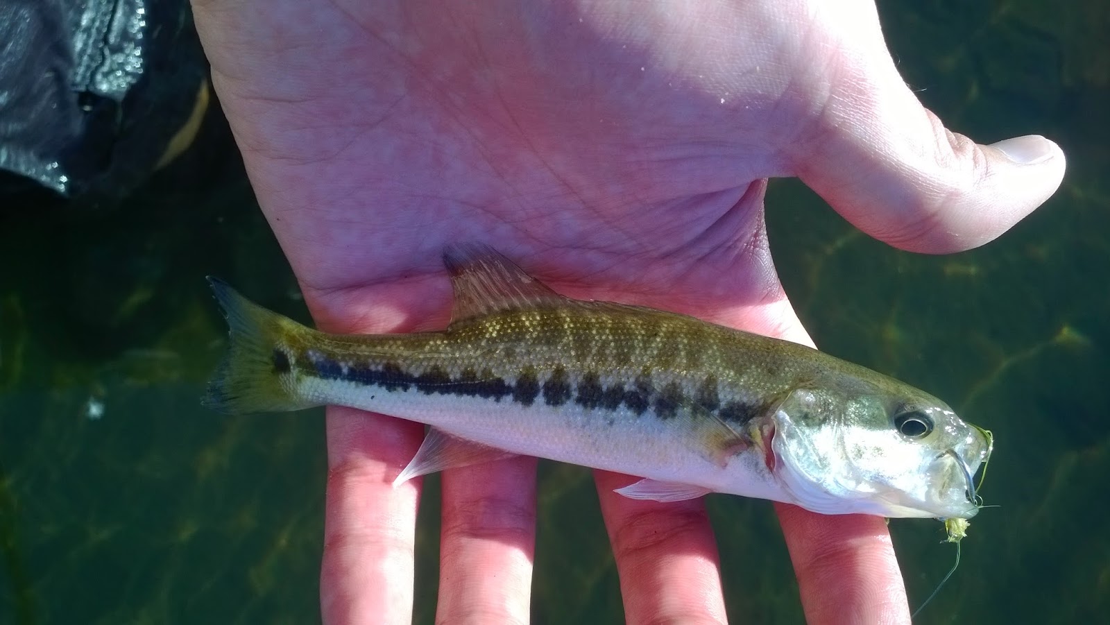Riverfront Park Take Two Keep Calm and Fly Fish