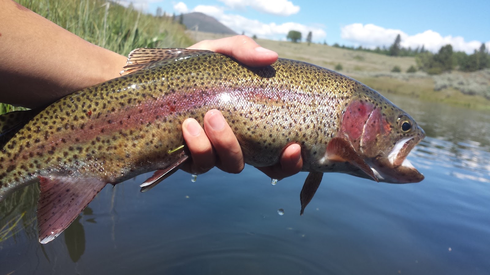 Hat Creek Trout Bumming Trip Keep Calm and Fly Fish