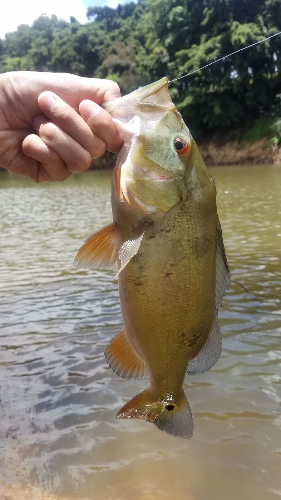 Fly Fishing Oahu Freshwater Exotics Keep Calm and Fly Fish