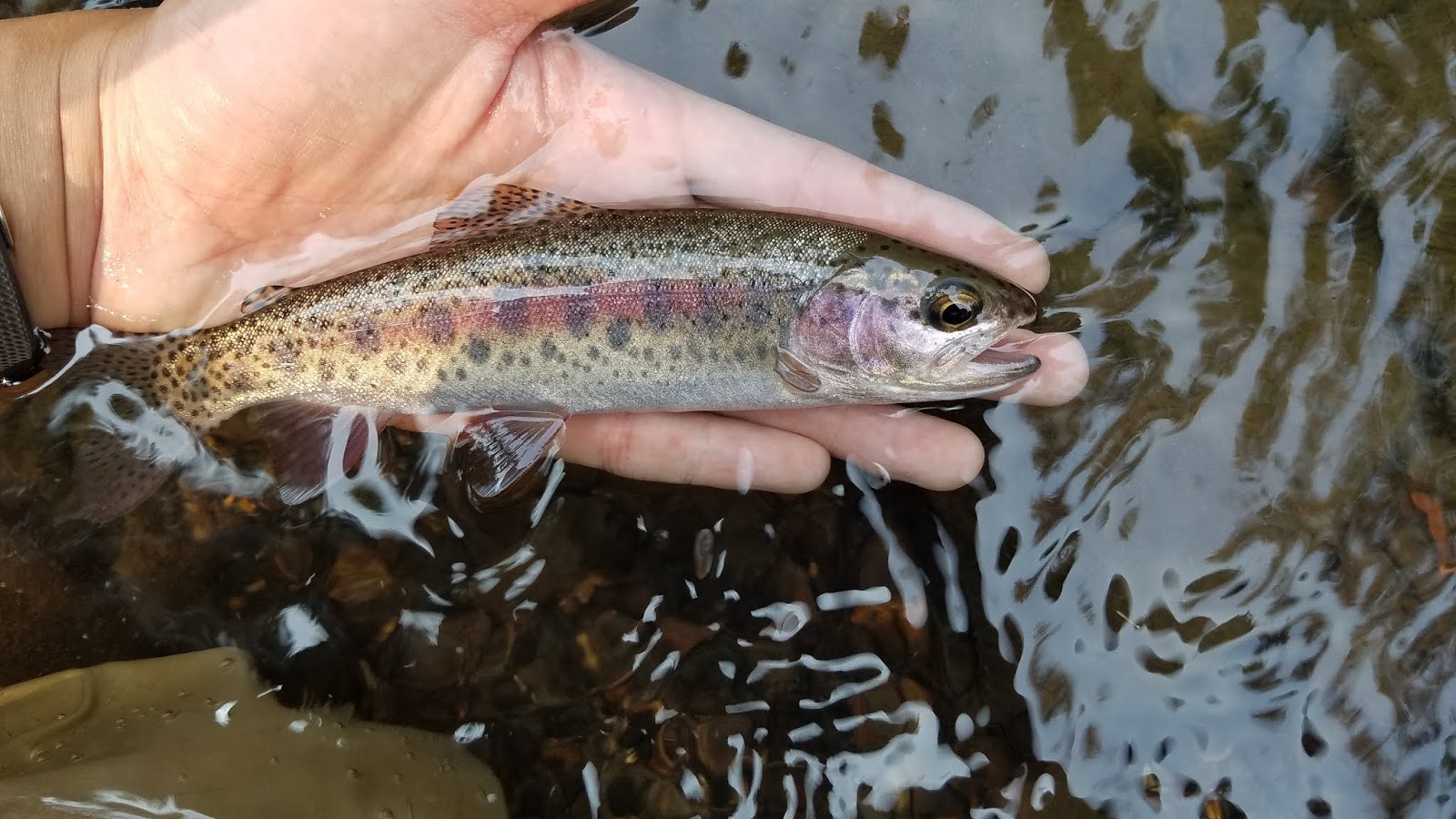 California Heritage Trout Challenge 5 Goose Lake Redband Trout Keep